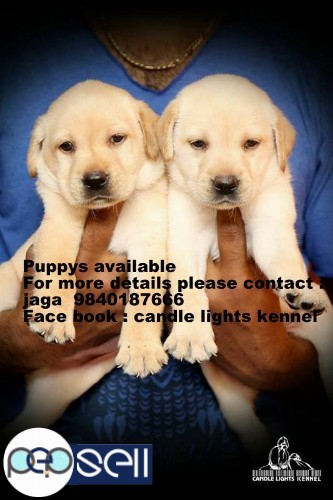 labrador puppies for sale in chennai 9840187666 0 