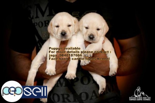 labrador puppies for sale in chennai 9840187666 1 