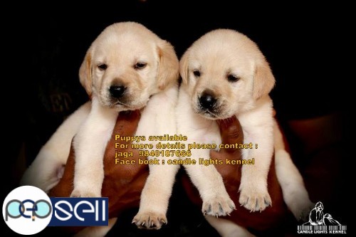 labrador puppies for sale in chennai 9840187666 2 