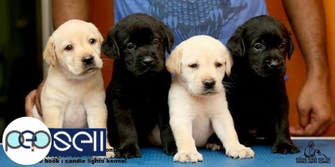 labrador puppies for sale in chennai 9840187666 4 