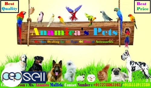 We Are Offering Our Super Friendly Massive Pet Quality And Show Quality Puppies For Sale. 0 