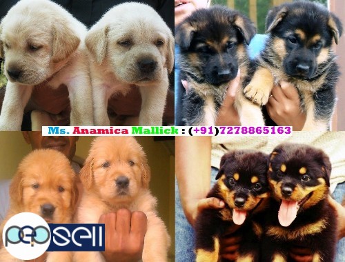  We Are Offering Our Super Friendly Massive Pet Quality And Show Quality Puppies For Sale. 1 