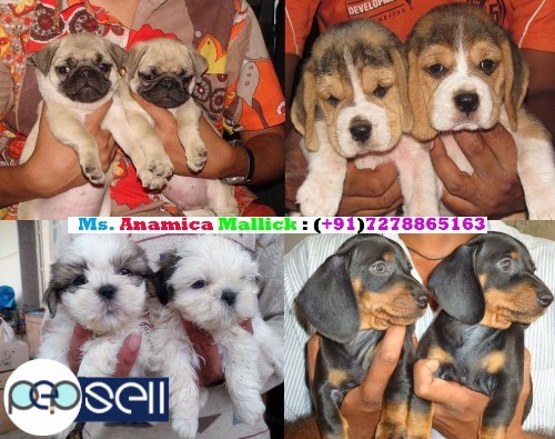  We Are Offering Our Super Friendly Massive Pet Quality And Show Quality Puppies For Sale. 2 