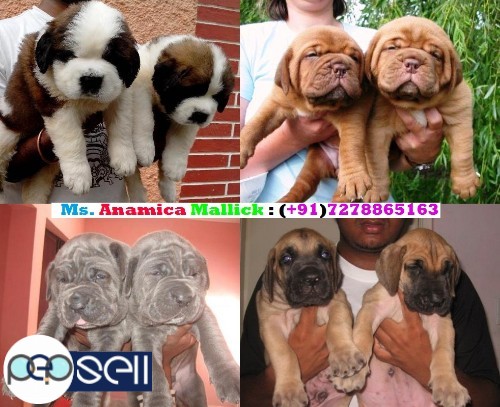 We Are Offering Our Super Friendly Massive Pet Quality And Show Quality Puppies For Sale. 3 