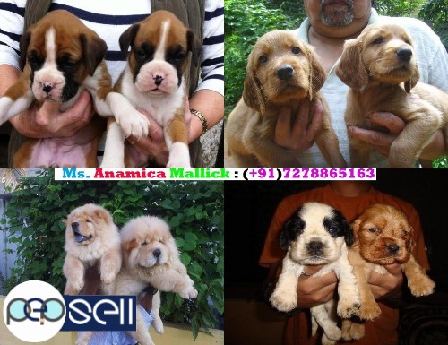  We Are Offering Our Super Friendly Massive Pet Quality And Show Quality Puppies For Sale. 4 
