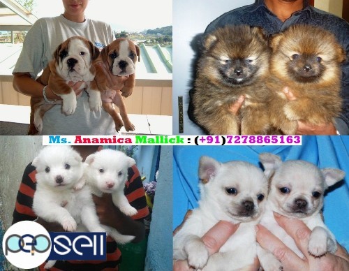  We Are Offering Our Super Friendly Massive Pet Quality And Show Quality Puppies For Sale. 5 