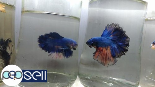 Imported half moon and double tail bettas1 for sale | Coimbatore free  classifieds