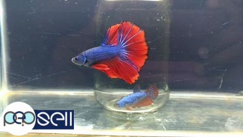 Imported half moon and double tail bettas1 for sale 1 