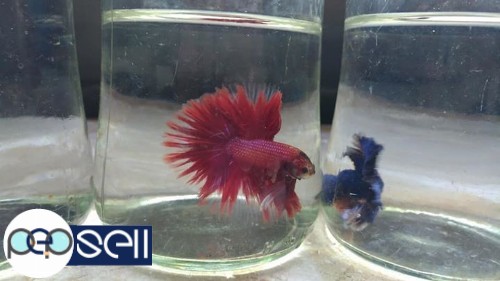 Imported half moon and double tail bettas1 for sale 2 
