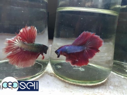 Imported half moon and double tail bettas1 for sale 3 