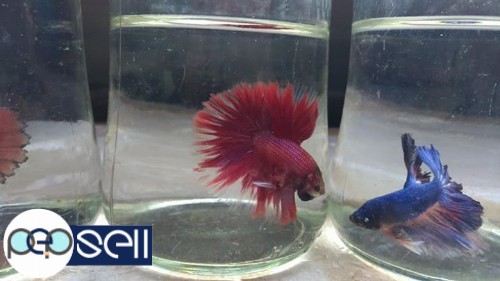 Imported half moon and double tail bettas1 for sale 4 