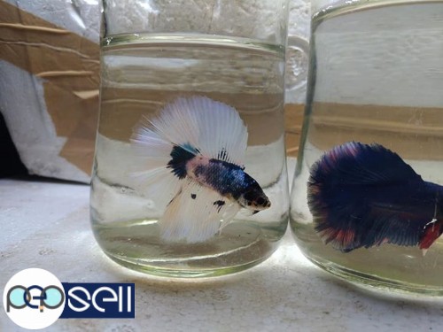 Imported half moon and double tail bettas1 for sale 5 
