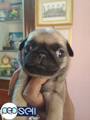 Show quality pug puppies available 0 