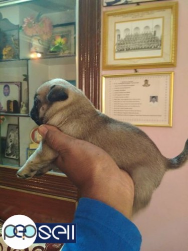 Show quality pug puppies available 1 
