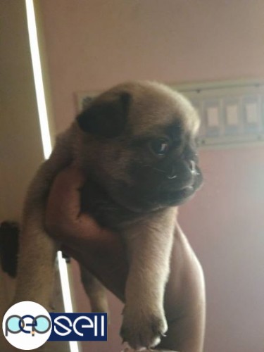 Show quality pug puppies available 3 