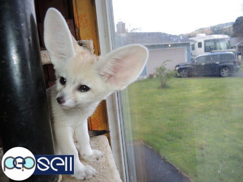 Girl and two special boys healthy Fennec fox available 0 
