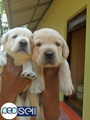 Labrador puppies for sale 2 