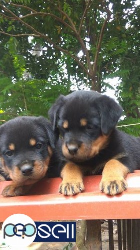 Rottweiler puppies for sale at Kochi 0 