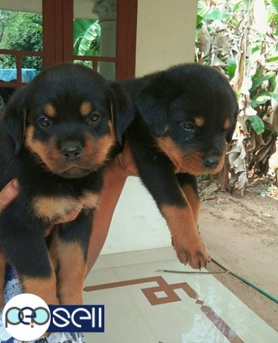 Rottweiler puppies for sale at Kochi 2 