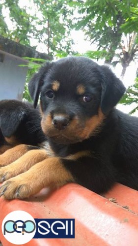 Rottweiler puppies for sale at Kochi 3 