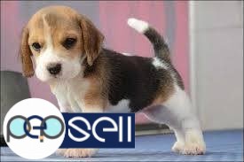 Beagle puppies for sale at Ollur 0 