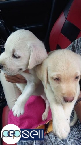 Lab puppys 2 nos for sale at Aluva 0 