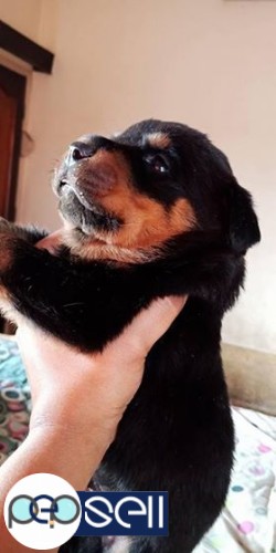 Kci registered Rottweiler puppies for sale 0 