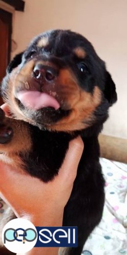 Kci registered Rottweiler puppies for sale 2 