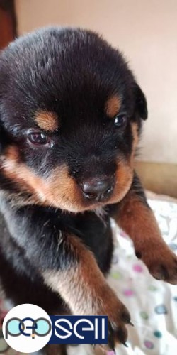 Kci registered Rottweiler puppies for sale 4 