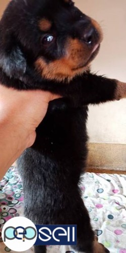 Kci registered Rottweiler puppies for sale 5 