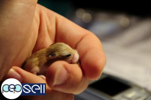 New born home bread Syrian Hamster pups for sale 0 