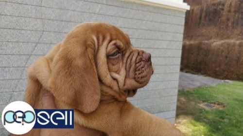 French Mastiff for sale at Banglore 0 