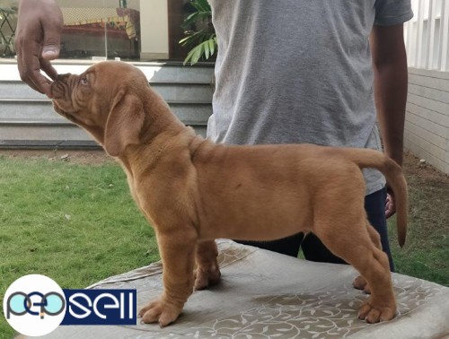 French Mastiff for sale at Banglore 1 