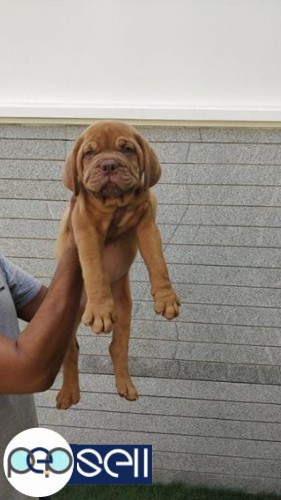 French Mastiff for sale at Banglore 3 