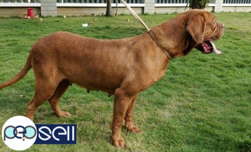 French Mastiff for sale at Banglore 4 