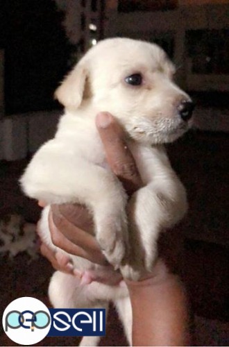 Labrador puppies for sale at Chennai 0 