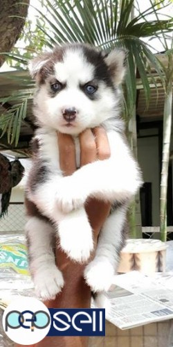 Siberian husky two male pups available 0 