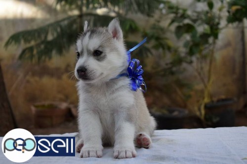 Siberian husky two male pups available 1 