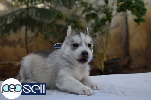 Siberian husky two male pups available 2 
