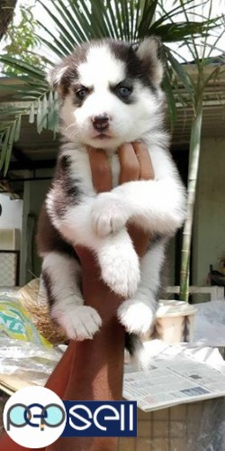 Siberian husky two male pups available 3 