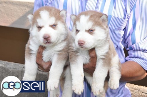 Siberian husky puppies for sale 3 