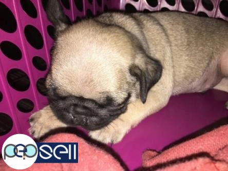 Baby Pug for sale 0 