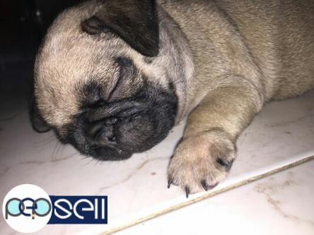 Baby Pug for sale 1 