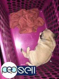 Baby Pug for sale 2 