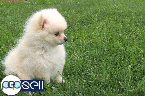 Pomerian puppies available 0 