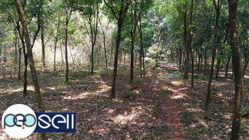 2 Acre rubber plantation for sale near Muvattupuzha Anicadu 3 