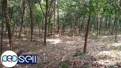 2 Acre rubber plantation for sale near Muvattupuzha Anicadu 4 