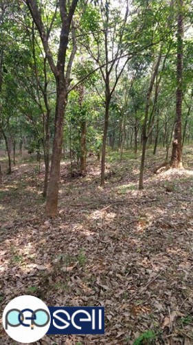 2 Acre rubber plantation for sale near Muvattupuzha Anicadu 5 