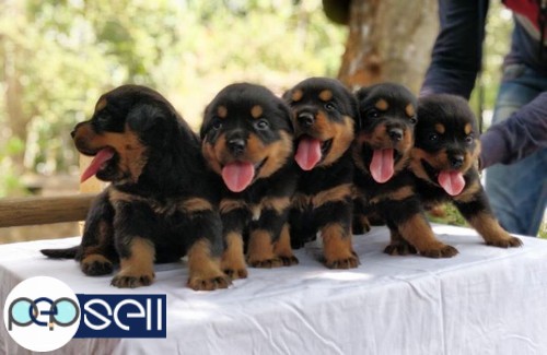 Rottweiler certified puppies for sale.. father direct IMPORT & mother d/o IMPORT.  in Chottanikara  0 