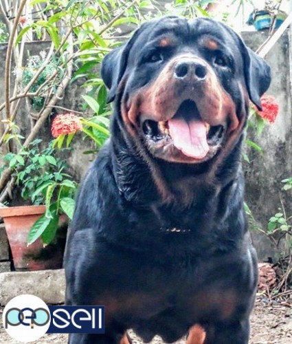 Rottweiler certified puppies for sale.. father direct IMPORT & mother d/o IMPORT.  in Chottanikara  1 